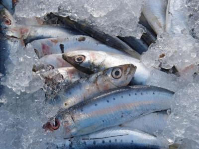 Presente no ovo, na sardinha, no amendoim, na aveia, entre outros alimentos, o zinco é destaque em uma pesquisa, publicada em maio no periódico Scientific Reports