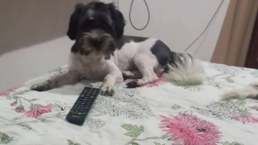 Scooby foi visto pela última vez no rio Arrudas, quando foi resgatado