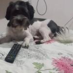 Vídeo: 'Scooby' foge de casa, é resgatado no Arrudas e tutores pedem para que cachorro seja devolvido