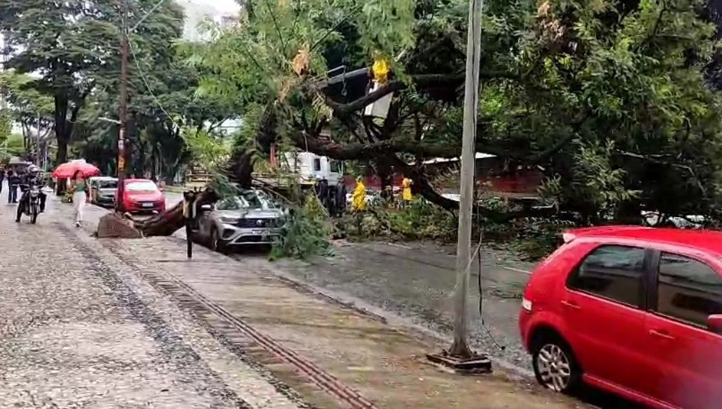 Veja imagens do estrago causado por árvore que caiu sobre carro na Savassi