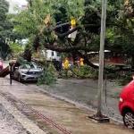 Veja imagens do estrago causado por árvore que caiu sobre carro na Savassi
