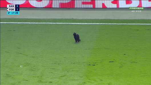 Gato preto invade jogo entre Santos e Fortaleza, pela Série A