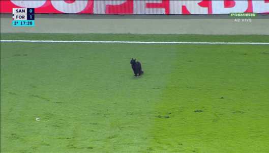 Gato preto invade jogo entre Santos e Fortaleza, pela Série A
