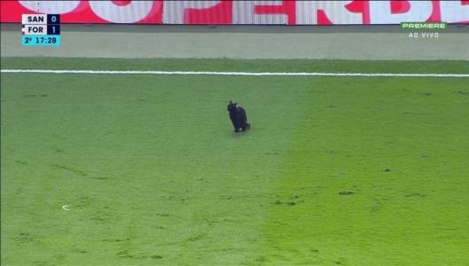 Gato preto invade jogo entre Santos e Fortaleza, pela Série A