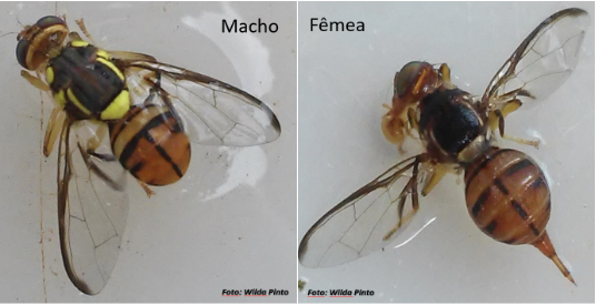 Alerta fitossanitário: MAPA investiga suspeita de mosca-da-carambola no Amazonas