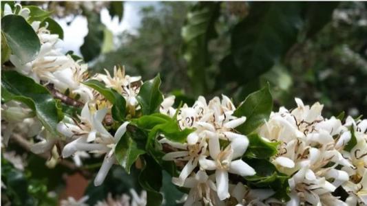 Se não chover nos próximos dias, a florada do café pode ser prejudicada