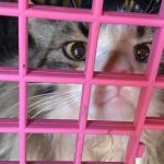 Vídeo: gato é resgatado dentro de motor de carro em Minas Gerais