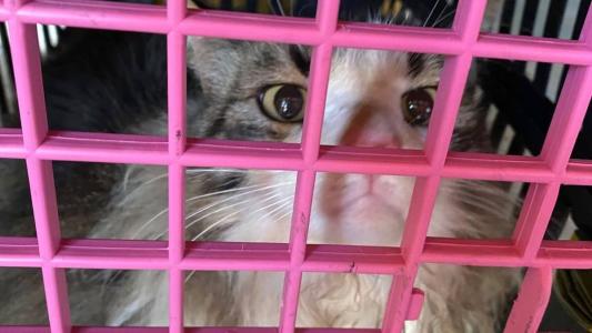 Se um tutor não aparecer, o gato vai ser encaminhado a uma ONG