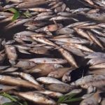 Seca no Amazonas: 112 mil pescadores são impactados, aponta Superintendência Federal de Pesca e Aquicultura