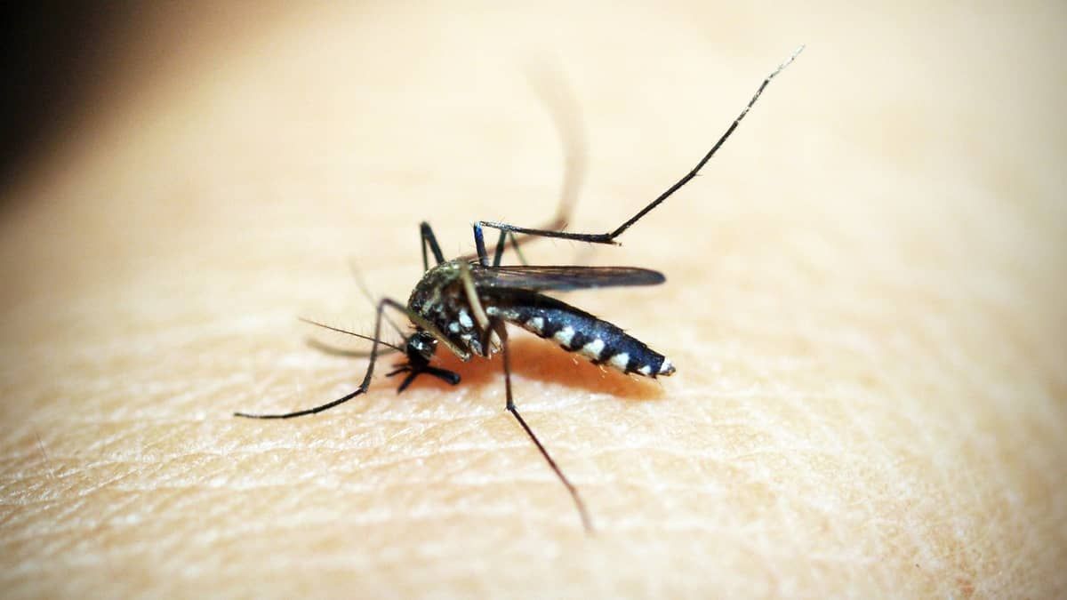 Surto: Ponte Nova tem aumento de 31% de casos de dengue  