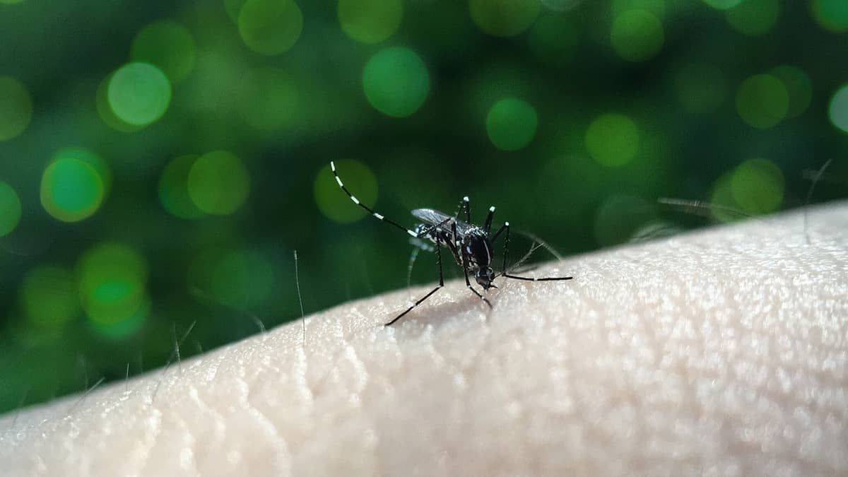 Mariana registra 312 casos de dengue