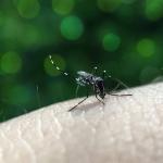 Mariana registra 312 casos de dengue