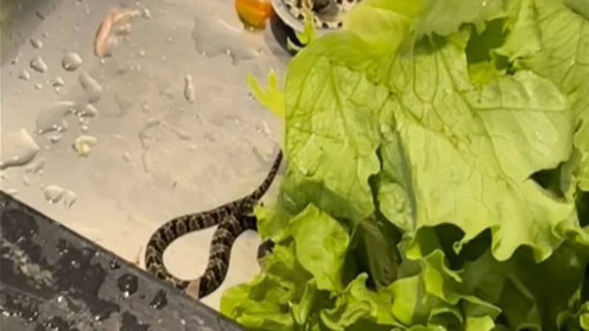 Vídeo: amigas encontram cobra em alface comprado em mercado