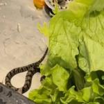 Vídeo: amigas encontram cobra em alface comprado em mercado