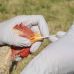 Cidade de SP tem primeiro caso de gripe aviária confirmado, diz ministério 