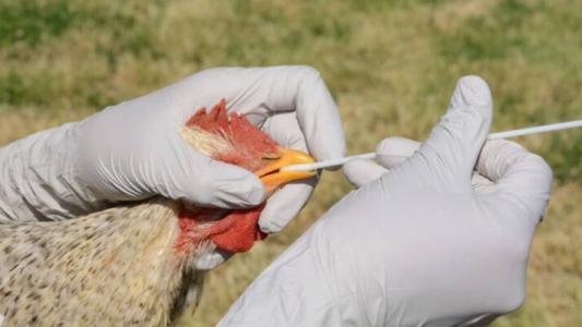 Segundo a OMS, não há nenhum registro de contaminação a partir do consumo de frango ou ovos