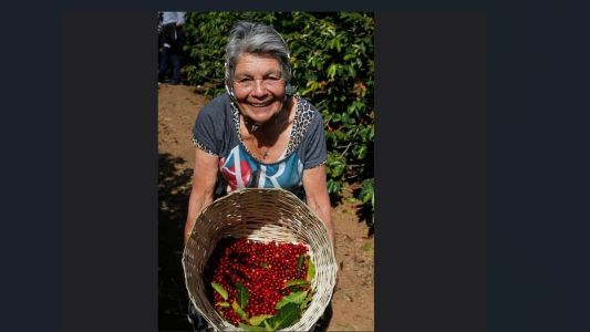 Segundo o manual, quanto maior for o percentual de frutos-cereja, melhor