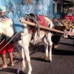 MPF apura se lei que proibiu carroças com animais em BH violou direitos de ciganos e carroceiros 