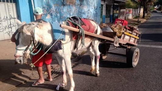 Segundo o procurador da República Helder Magno, que instaurou o inquérito para apurar a possível violação, a nova legislação foi aprovada e sancionada pela Prefeitura de Belo Horizonte sem antes realizar consulta prévia, livre, informada e de boa fé junto aos grupos afetados pela proibição