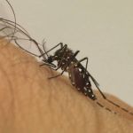 Com alta nos casos de dengue, BH tem mais de 17 mil lotes vagos que demandam atenção