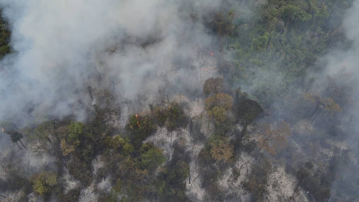 Veja imagens do incêndio que atingiu mata da UFMG nesta terça (26)