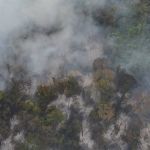 Veja imagens do incêndio que atingiu mata da UFMG nesta terça (26)