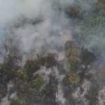 Veja imagens do incêndio que atingiu mata da UFMG nesta terça (26)