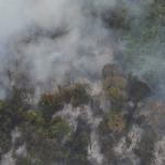 Veja imagens do incêndio que atingiu mata da UFMG nesta terça (26)