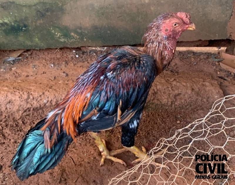 Seis suspeitos de promover rinha de galos são presos no Sul de Minas