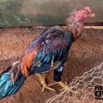 Seis suspeitos de promover rinha de galos são presos no Sul de Minas