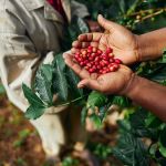 Cafeicultores da região vulcânica buscam Indicação Geográfica e se preparam para a SIC