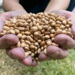 Agricultores castigados pela seca preparam-se para a colheita do feijão ‘doado’ pelo governo; entenda