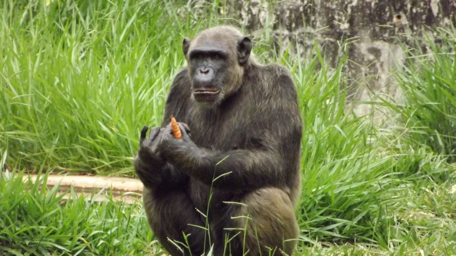 Diabético, chimpanzé Serafim colhe sangue diariamente e tem dieta especial no Zoo de BH
