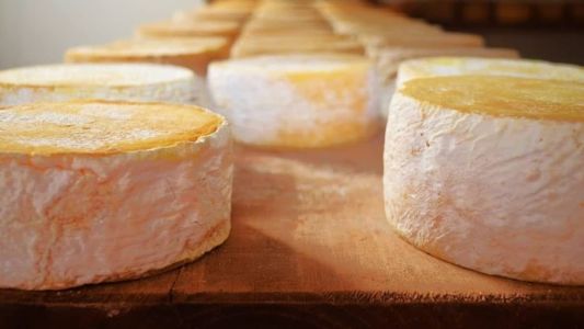 Serão avaliados o aspecto global, cor, textura, odor, aroma, consistência e sabor de cada queijo