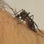 Prefeitura de Contagem amplia mutirão de limpeza de combate à dengue e chikungunya