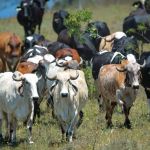 Produtores rurais de Uberlândia ganham programa Mais Genética, oferecido pelo sindicato  