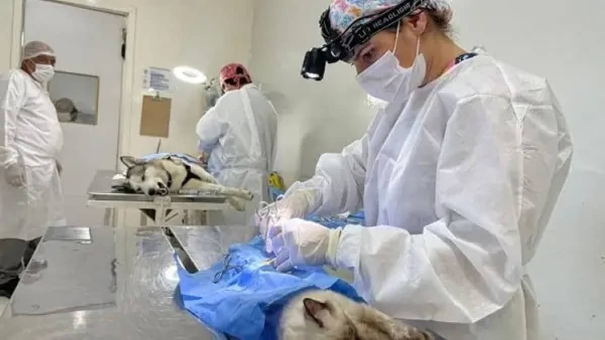 Quando a prefeitura de BH abrirá novas vagas para castração de animais? Confira o calendário