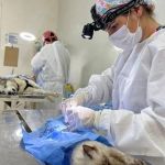 Belo Horizonte abre novas vagas para castração de cães e gatos em junho; saiba como fazer 