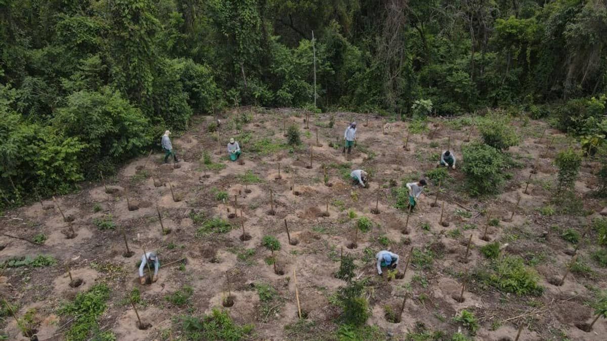 Arena MRV inicia plantio de mais 4.600 árvores em Parques de Belo Horizonte