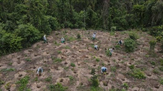 Serão plantadas 46 mil árvores para atender condicionantes exigidas pela Prefeitura de BH