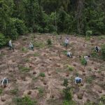 Arena MRV inicia plantio de mais 4.600 árvores em Parques de Belo Horizonte