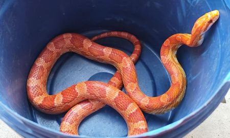 Uma serpente corn snake, cobra-do-milho, foi capturada em Juiz de Fora