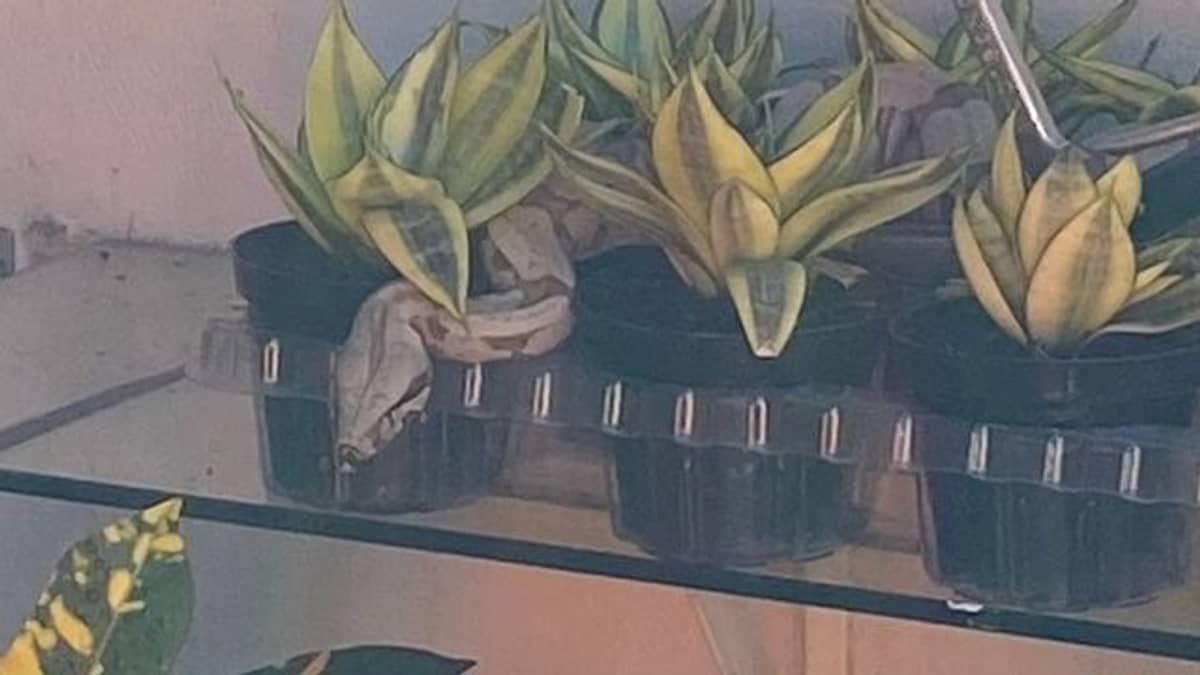 Jiboia de 1,5 metro é encontrada dentro de vaso de planta em floricultura em MG
