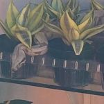 Jiboia de 1,5 metro é encontrada dentro de vaso de planta em floricultura em MG