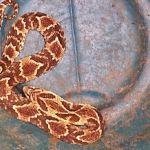 Serpente de 80 centímetros aparece na porta do CAPS e assusta funcionários  