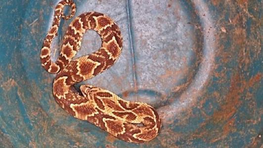 Serpente foi resgatada e devolvida ao habitat natural