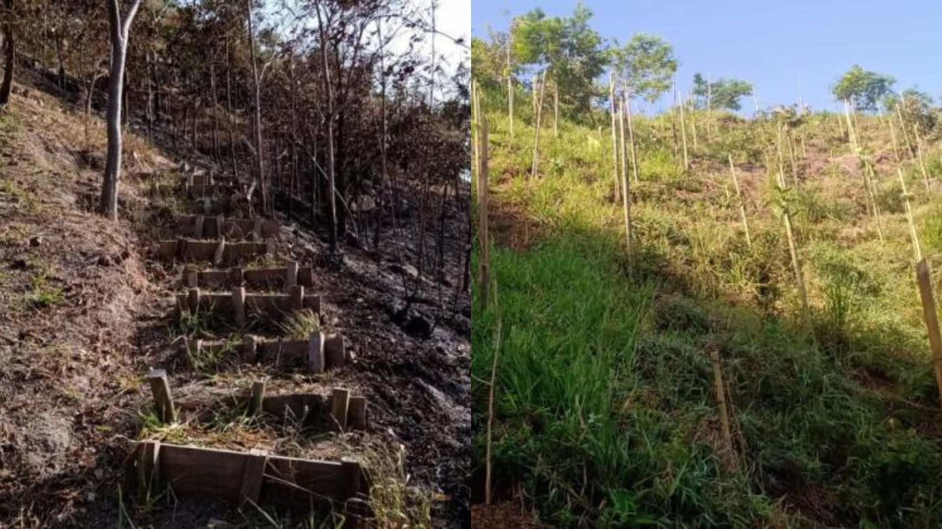 Temporada de incêndios se aproxima e áreas verdes de BH têm prevenção intensificada