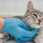 Setor de Zoonoses realiza Dia D de Castração e Microchipagem em Santana do Paraíso