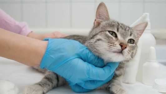 Setor de Zoonoses realiza Dia D de Castração e Microchipagem em Santana do Paraíso