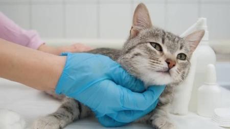 Setor de Zoonoses realiza Dia D de Castração e Microchipagem em Santana do Paraíso